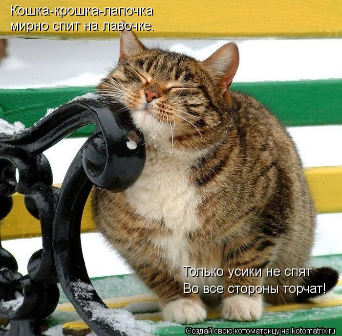 Котоматрица: Кошка-крошка-лапочка мирно спит на лавочке. Только усики не спят Во все стороны торчат!