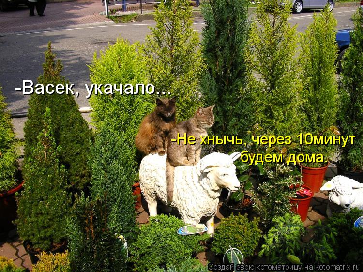 Котоматрица: -Васек, укачало... -Не хнычь, через 10минут будем дома.