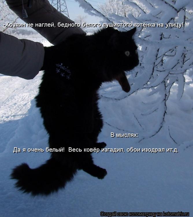 Котоматрица: -Хозяин не наглей, бедного белого пушистого котёнка на улицу! В мыслях: Да я очень белый!  Весь ковёр изгадил, обои изодрал ит.д.