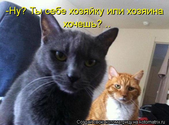 -Ну? Ты себе хозяйку или хозяина хочешь? ..... Котоматрица: -Ну? Ты себе хозяйку или хозяина хочешь? ..