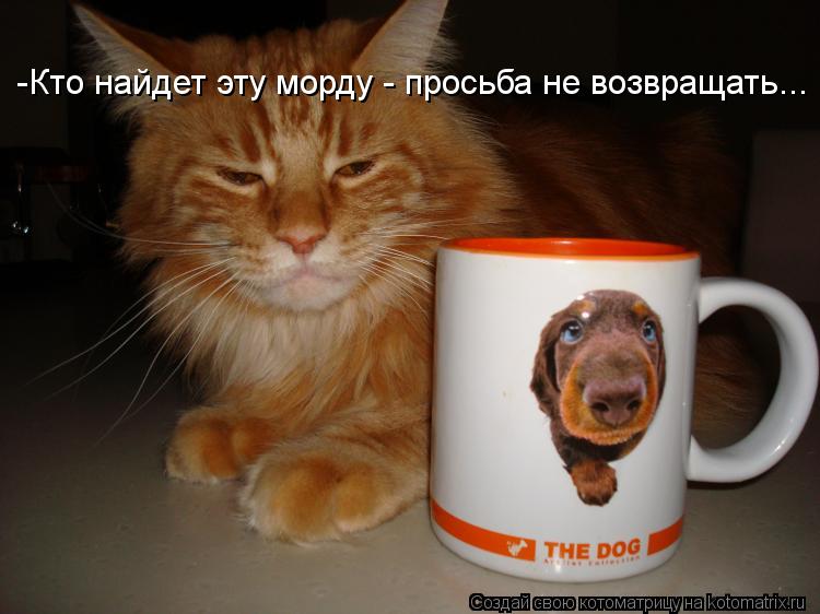 -Кто найдет эту морду - просьба не возвращать...... Котоматрица: -Кто найдет эту морду - просьба не возвращать...
