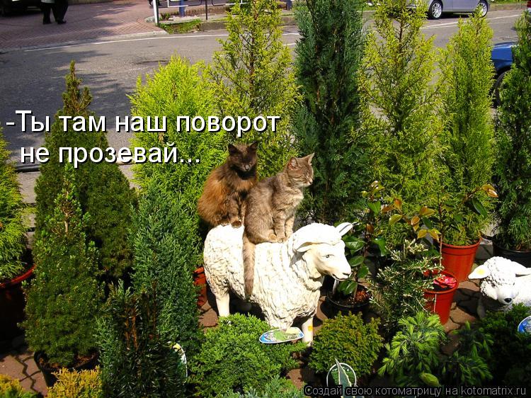 Котоматрица: -Ты там наш поворот  не прозевай...