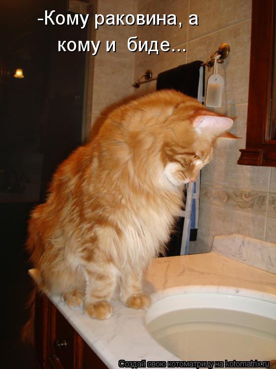-Кому раковина, а кому и биде...... Котоматрица: -Кому раковина, а кому и биде...