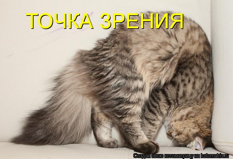 ТОЧКА ЗРЕНИЯ... Котоматрица: ТОЧКА ЗРЕНИЯ