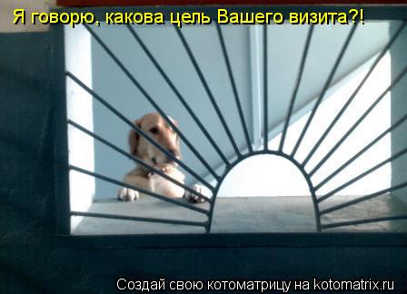 Я говорю, какова цель Вашего визита?!... Котоматрица: Я говорю, какова цель Вашего визита?!