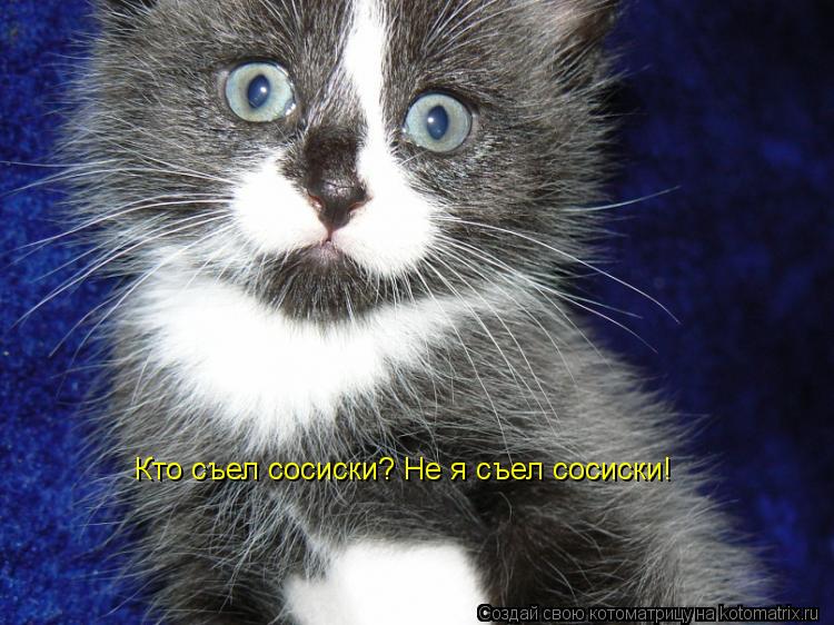 Кто съел сосиски? Не я съел сосиски!... Котоматрица: Кто съел сосиски? Не я съел сосиски!