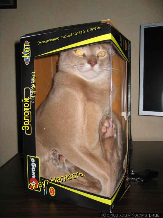 Кот. Золотой. Фирменный. Зовут Наглость. Примечание: любит таскать котлеты.... Котоматрица: Кот. Золотой. Фирменный. Зовут Наглость. Примечание: любит таскать котлеты.