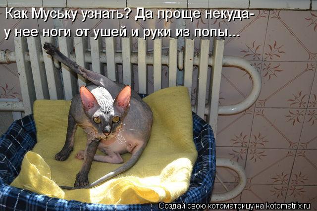 Как Муську узнать? Да проще некуда- у нее ноги от ушей и руки из попы...... Котоматрица: Как Муську узнать? Да проще некуда- у нее ноги от ушей и руки из попы...