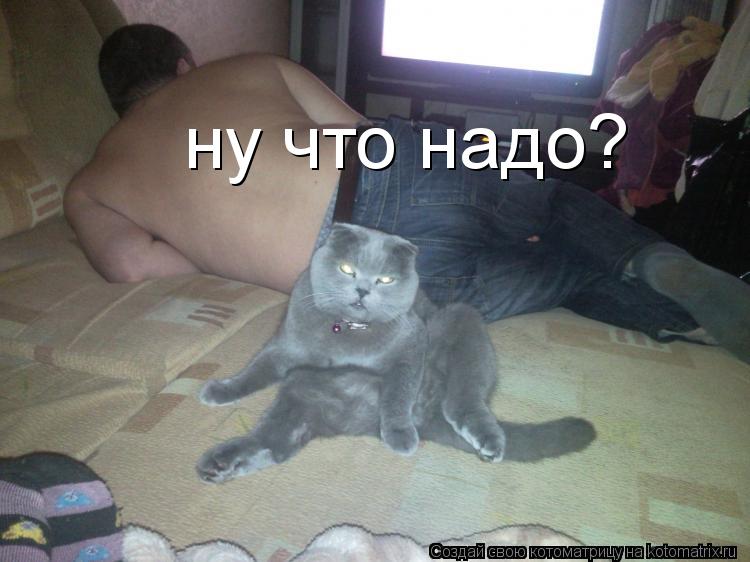 ну что надо?... Котоматрица: ну что надо?