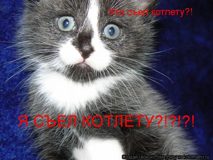 Котоматрица: Кто съел котлету?! Я СЪЕЛ КОТЛЕТУ?!?!?!