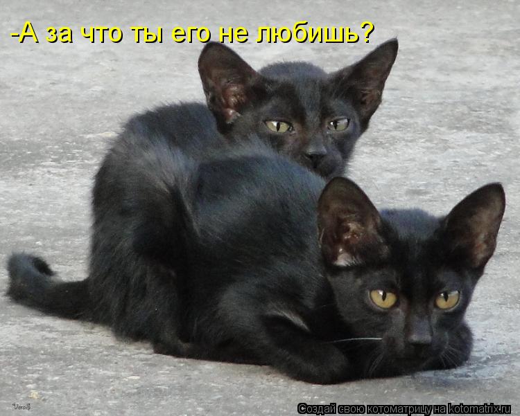 Котоматрица: -А за что ты его не любишь?