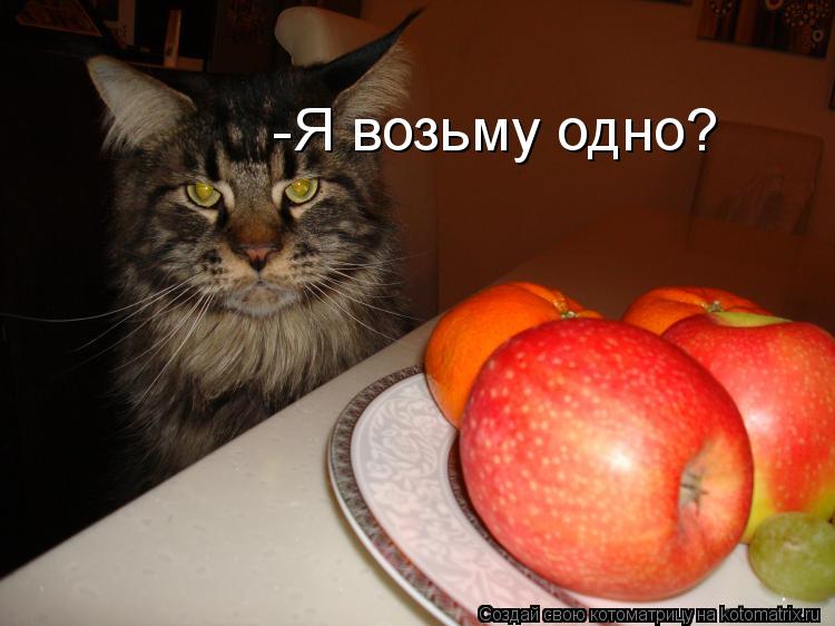 Котоматрица: -Я возьму одно?