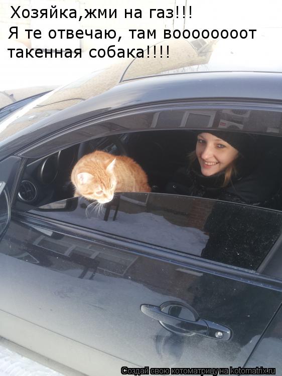 Котоматрица: Хозяйка,жми на газ!!! такенная собака!!!! Я те отвечаю, там воооооооот