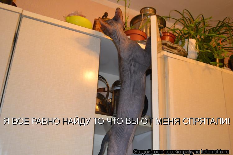 Я ВСЕ РАВНО НАЙДУ ТО ЧТО ВЫ ОТ МЕНЯ СПРЯТАЛИ!... Котоматрица: Я ВСЕ РАВНО НАЙДУ ТО ЧТО ВЫ ОТ МЕНЯ СПРЯТАЛИ!