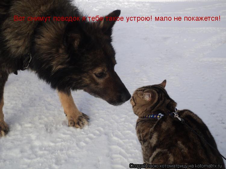 Вот снимут поводок я тебе такое устрою! мало не покажется!... Котоматрица: Вот снимут поводок я тебе такое устрою! мало не покажется!