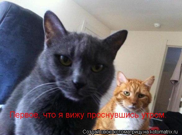 Первое, что я вижу проснувшись утром.... Котоматрица: Первое, что я вижу проснувшись утром.