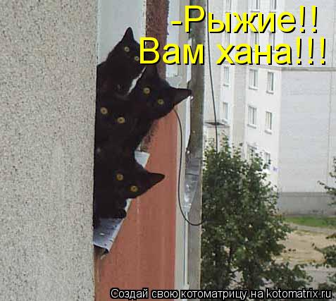 -Рыжие!! Вам хана!!!... Котоматрица: -Рыжие!! Вам хана!!!
