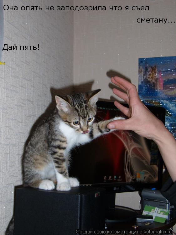 Она опять не заподозрила что я съел сметану... Дай пять!... Котоматрица: Она опять не заподозрила что я съел сметану... Дай пять!