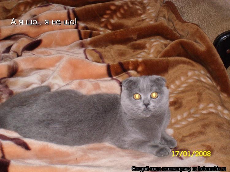 А я шо.. я не шо!... Котоматрица: А я шо.. я не шо!