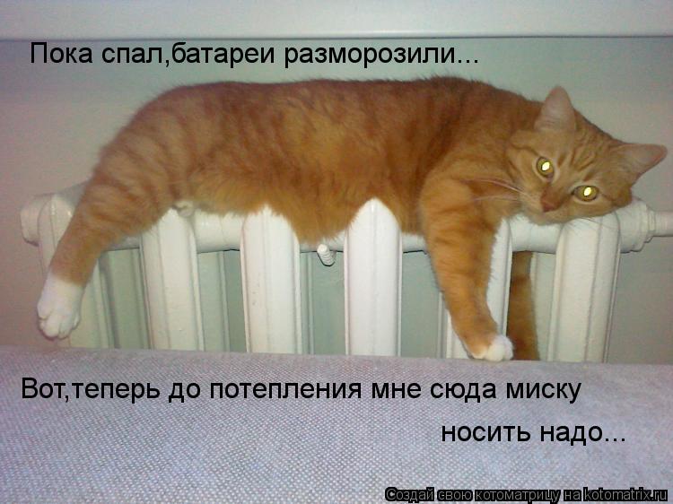 Пока спал,батареи разморозили... Вот,теперь до потепления мне сюда миску носить надо...... Котоматрица: Пока спал,батареи разморозили... Вот,теперь до потепления мне сюда миску носить надо...