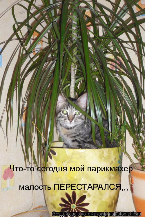 Что-то сегодня мой парикмахер малость ПЕРЕСТАРАЛСЯ,,,... Котоматрица: Что-то сегодня мой парикмахер малость ПЕРЕСТАРАЛСЯ,,,