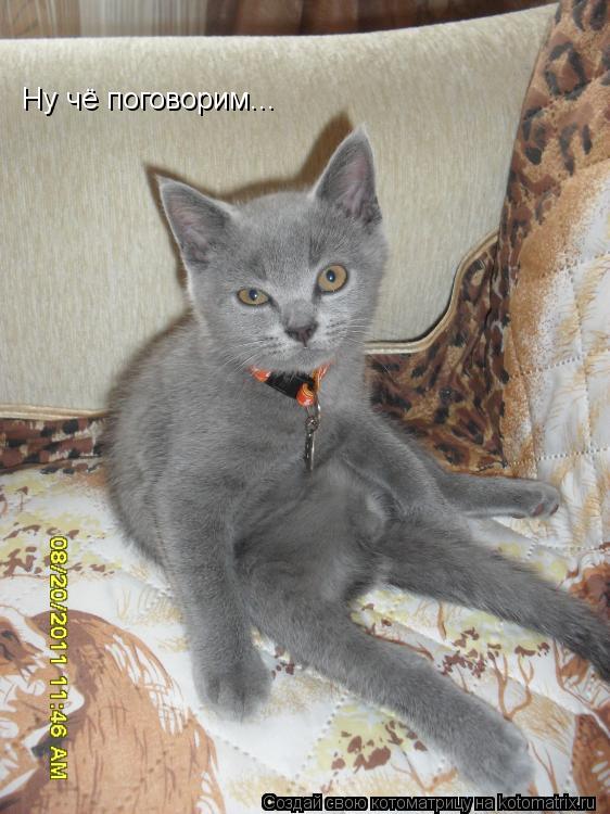 Ну чё поговорим...... Котоматрица: Ну чё поговорим...
