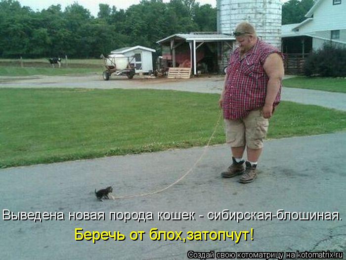 Беречь от блох,затопчут! Выведена новая порода кошек - сибирская-блошиная.... Котоматрица: Беречь от блох,затопчут! Выведена новая порода кошек - сибирская-блошиная.