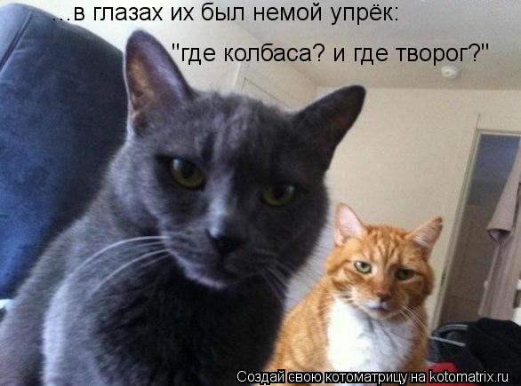Котоматрица: "где колбаса? и где творог?" ...в глазах их был немой упрёк: