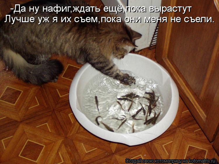 -Да ну нафиг,ждать ещё,пока вырастут Лучше уж я их съем,пока они меня не съели.... Котоматрица: -Да ну нафиг,ждать ещё,пока вырастут Лучше уж я их съем,пока они меня не съели.
