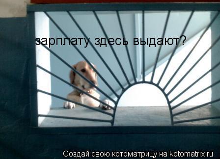 зарплату здесь выдают?... Котоматрица: зарплату здесь выдают?