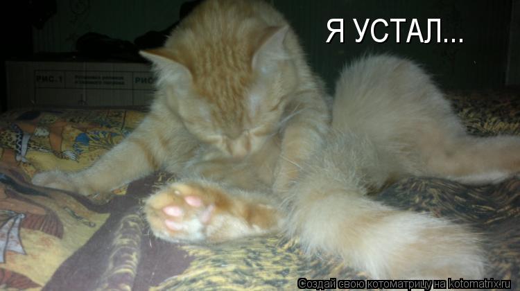 Я УСТАЛ...... Котоматрица: Я УСТАЛ...
