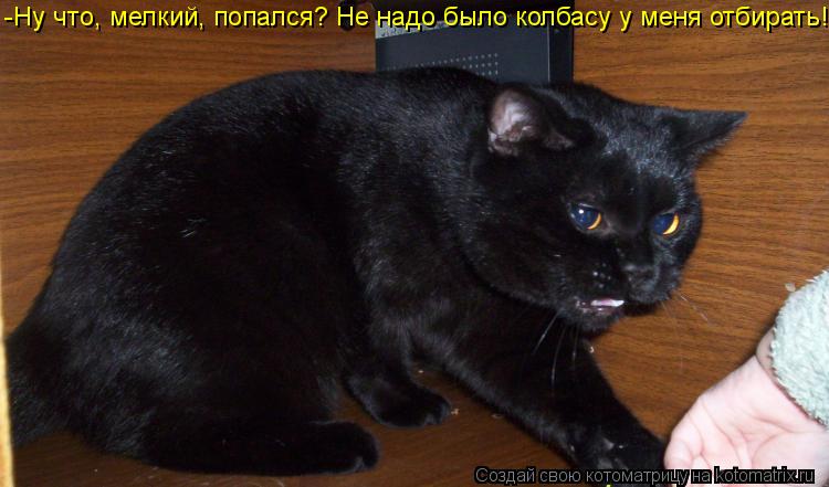 -Ну что, мелкий, попался? Не надо было колбасу у меня отбирать!!!... Котоматрица: -Ну что, мелкий, попался? Не надо было колбасу у меня отбирать!!!