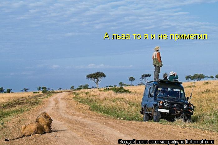 А льва то я и не приметил... Котоматрица: А льва то я и не приметил