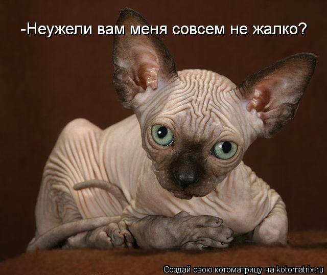 Котоматрица: -Неужели вам меня совсем не жалко?