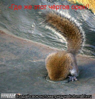 Котоматрица: -Где же этот чёртов орех!!