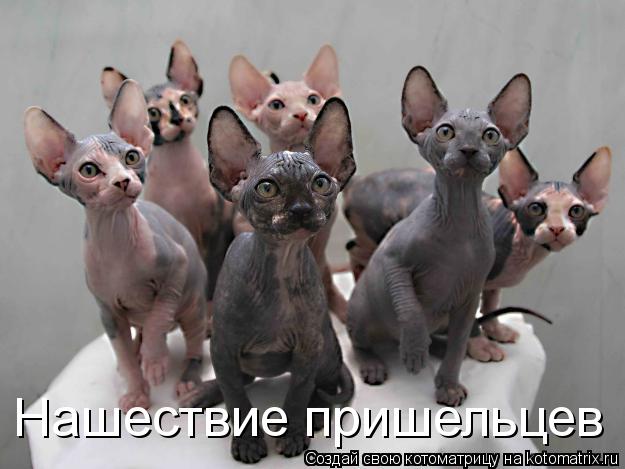 Котоматрица: Нашествие пришельцев