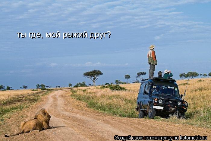 Котоматрица: ты где, мой рыжий друг?