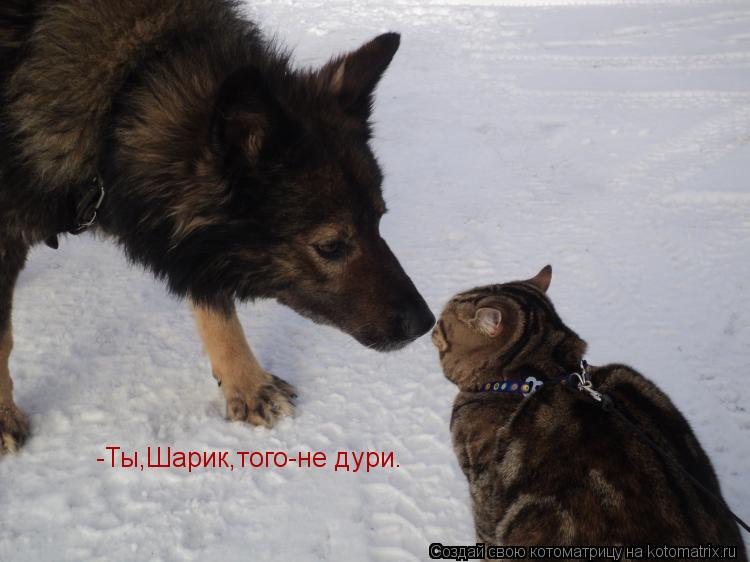 Котоматрица: -Ты,Шарик,того-не дури.