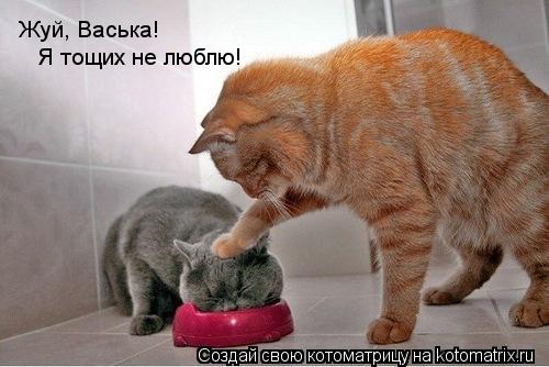 Котоматрица: Жуй, Васька! Я тощих не люблю!