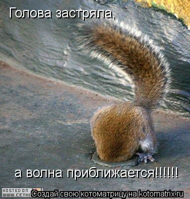 Котоматрица: Голова застряла,  а волна приближается!!!!!!