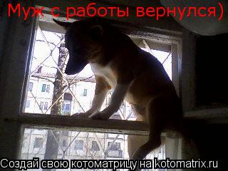 Котоматрица: Муж с работы вернулся)
