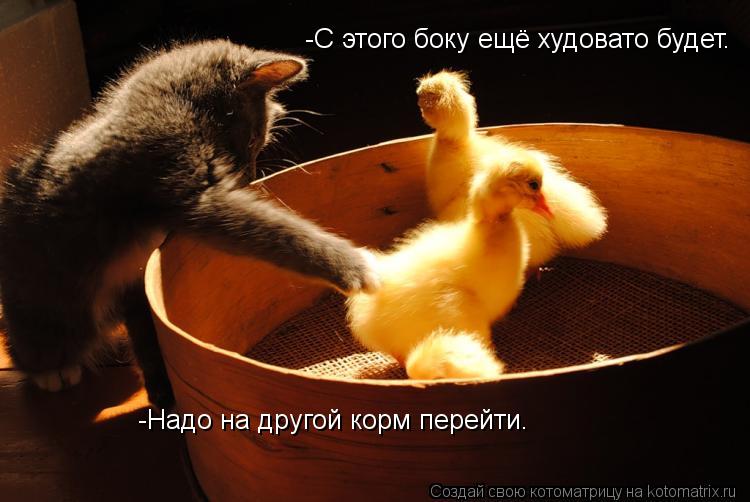 Котоматрица: -С этого боку ещё худовато будет. -Надо на другой корм перейти.