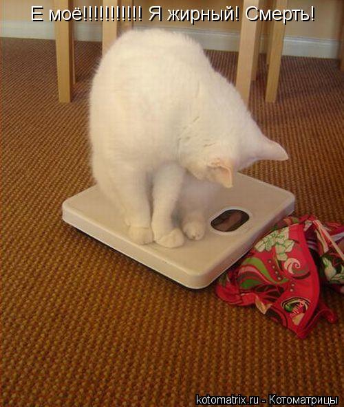 Котоматрица: Е моё!!!!!!!!!!! Я жирный! Смерть!