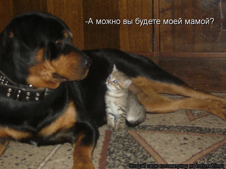 Котоматрица: -А можно вы будете моей мамой?