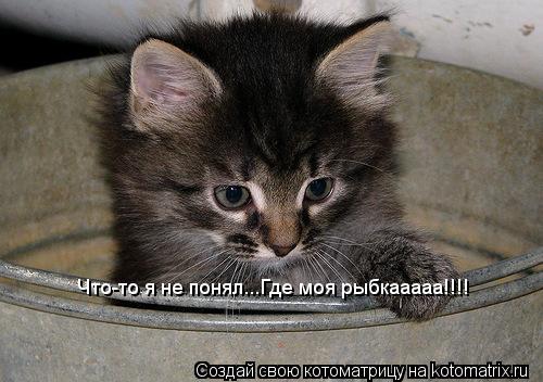 Котоматрица: Что-то я не понял...Где моя рыбкааааа!!!!