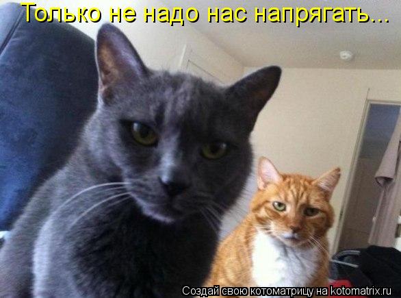 Котоматрица: Только не надо нас напрягать...