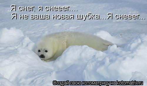 Котоматрица: Я снег, я снееег.... Я не ваша новая шубка...Я снееег...