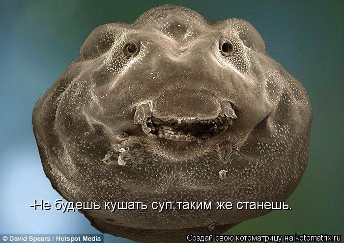 Котоматрица: -Не будешь кушать суп,таким же станешь.