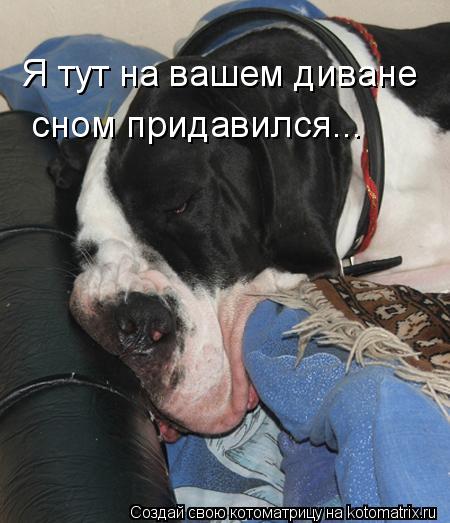 Котоматрица: Я тут на вашем диване сном придавился...