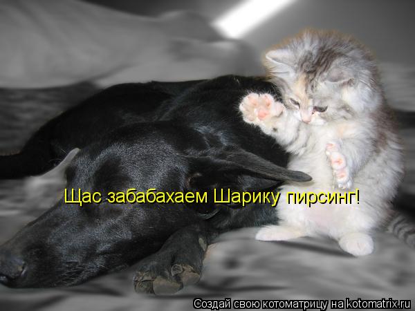 Котоматрица: Щас забабахаем Шарику пирсинг!